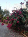 Bougainvillea flower Ornamental plants