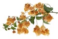 Bougainvillea flower, Paperflower, Orange Bougainvillea flower isolated on white background, with clipping path