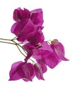 Bougainvillea flower, Paperflower, Pink Bougainvillea flower isolated on white background, with clipping path Royalty Free Stock Photo