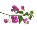 Bougainvillea flower, Paperflower, Pink Bougainvillea flower isolated on white background, with clipping path Royalty Free Stock Photo