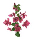 Bougainvillea flower, Paperflower, Pink Bougainvillea flower isolated on white background, with clipping path Royalty Free Stock Photo