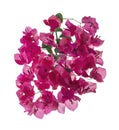 Bougainvillea flower, Paperflower, Pink Bougainvillea flower isolated on white background, with clipping path Royalty Free Stock Photo