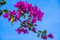 Bougainvillea flower, Paperflower, Pink Bougainvillea flower on a sunny day with blue sky. Blooming Bougainvillea