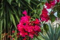 Bougainvillea flower, Paperflower, Pink Bougainvillea flower in a sunny day in the garden