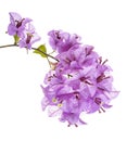 Bougainvillea flower, Paperflower, Purple Bougainvillea flower isolated on white background, with clipping path Royalty Free Stock Photo