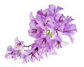 Bougainvillea flower, Paperflower, Purple Bougainvillea flower isolated on white background, with clipping path