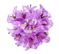 Bougainvillea flower, Paperflower, Purple Bougainvillea flower isolated on white background, with clipping path Royalty Free Stock Photo