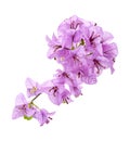 Bougainvillea flower, Paperflower, Purple Bougainvillea flower isolated on white background, with clipping path Royalty Free Stock Photo