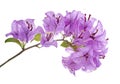 Bougainvillea flower, Paperflower, Purple Bougainvillea flower isolated on white background, with clipping path Royalty Free Stock Photo