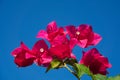 Bougainvillea Flower