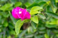 Bougainvillea flower plants. Bougaville. Paper flower Royalty Free Stock Photo