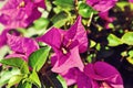 Bougainvillea flower