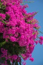 Bougainvillea. Flowering bush with purple flowers against the blue sky Royalty Free Stock Photo