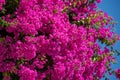 Bougainvillea. Flowering bush with purple flowers against the blue sky Royalty Free Stock Photo
