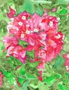 Bougainvillea Flowering Plant Watercolor