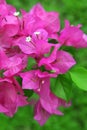 Bougainvillea flowers