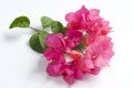 Bougainvillea flowers