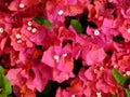 Bougainvillea Flowers