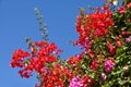 Bougainvillea flowers