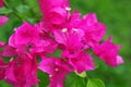 Bougainvillea flowers