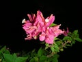 Bougainvillea flowers