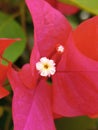 bougainvillea flowers are also called paper flowers which are loved by many because of their vibrant colors Royalty Free Stock Photo