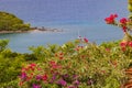 Bougainvillea flowers, Antigua Royalty Free Stock Photo