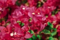 Bougainvillea flowers green garden-image