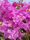 Bougainvillea flowers are beautiful and bushy purple