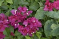 Bougainvillea flowers, Bitter End Yacht Club, Gorda Sound, Virgin Gorda, BVI Royalty Free Stock Photo