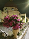 Bougainvillea flowers blooming in blenduk church yard, Semarang, Indonesia