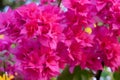 Bougainvillea flowers Royalty Free Stock Photo