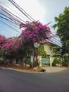 Bougainvillea Flowers blossom over a traffic curve mirror on the corner road.