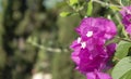 Bougainvillea flowers on blurred background of greenery. Pink flowers bougainvillea tree. Close up. Corfu Island, Greece Royalty Free Stock Photo