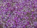 Bougainvillea flowers and bracts on the ground Royalty Free Stock Photo