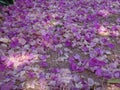 Bougainvillea flowers and bracts on the ground Royalty Free Stock Photo