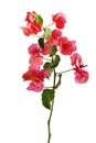 Bougainvillea flowers branch with leaves on a white background.