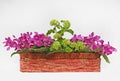 Bougainvillea flowers in cane basket Royalty Free Stock Photo