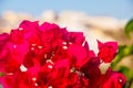 Bougainvillea flowers, close-up photo. Santorini Royalty Free Stock Photo