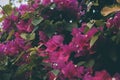 Bougainvillea flowers. Colorful purple flowers texture and background. Bougainvillea Royalty Free Stock Photo
