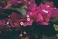 Bougainvillea flowers. Colorful purple flowers texture and background. Bougainvillea Royalty Free Stock Photo