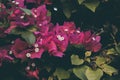 Bougainvillea flowers. Colorful purple flowers texture and background. Bougainvillea Royalty Free Stock Photo