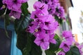 Bougainvillea flowers. Colorful purple flowers texture and background for designers Royalty Free Stock Photo