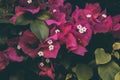 Bougainvillea flowers. Colorful purple flowers texture and background. Bougainvillea Royalty Free Stock Photo