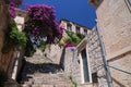 Bougainvillea flowers in Dubrovnik, Croatia Royalty Free Stock Photo