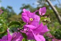 bougainvillea flowers at Dusun Bambu Bandung Royalty Free Stock Photo