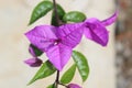 bougainvillea flowers grow beautiful purple