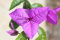 bougainvillea flowers grow beautiful purple