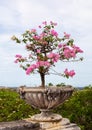 Bougainvillea flowers Royalty Free Stock Photo