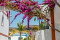 Bougainvillea flowers growing in the streets of Puerto de Mogan. Gran Canaria